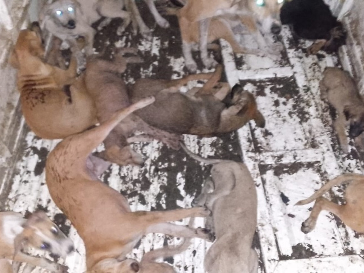 Brutal dog culling methods trigger backlash in Lahore