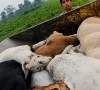a screenshot of dead dogs dumped in a truck allegedly belonging to the suthra punjab programme screengrab