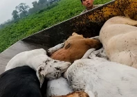 a screenshot of dead dogs dumped in a truck allegedly belonging to the suthra punjab programme screengrab