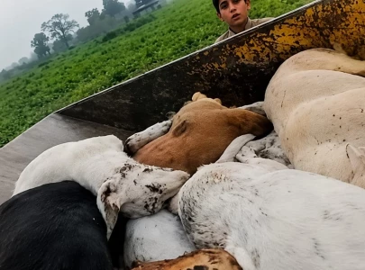 lahore municipal body faces allegations after video shows dead stray dogs near ring road lahore municipal body faces allegations after video shows dead stray dogs near ring road