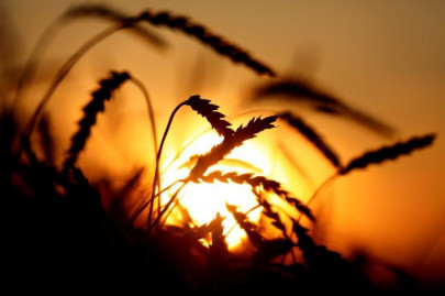 govt suffers setback to import 1 5m mt wheat govt suffers setback to import 1 5m mt wheat