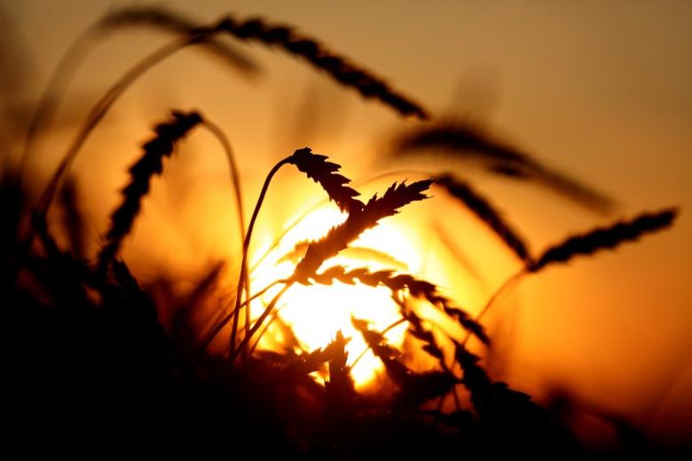 govt to announce wheat prices in oct