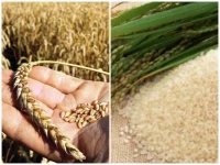 fcc rules in favour of sindh govt in wheat release policy dispute