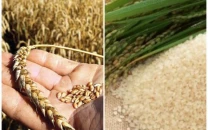 punjab seed supply halt threatens wheat crisis punjab seed supply halt threatens wheat crisis