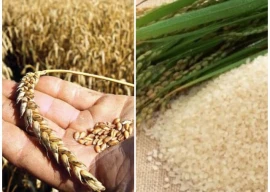 floods to drive up food prices as crops hit floods to drive up food prices as crops hit