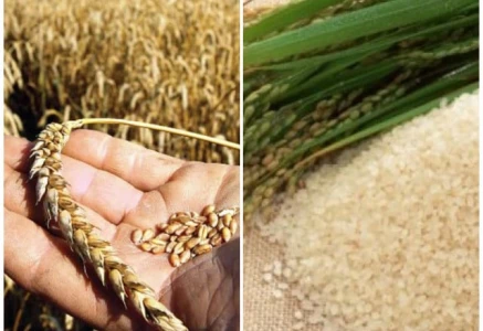 fcc rules in favour of sindh govt in wheat release policy dispute