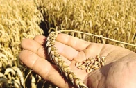 wheat price surge stokes inflation fears