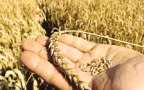 no wheat support price from next season