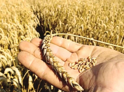 no wheat support price from next season