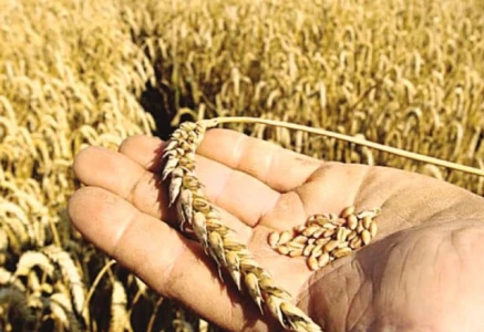 wheat price surge stokes inflation fears