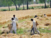 wheat stocks at umerkot risk of wastage due to alleged negligence