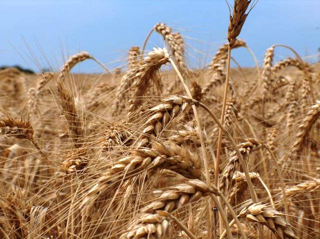 food dept suggests wheat auction