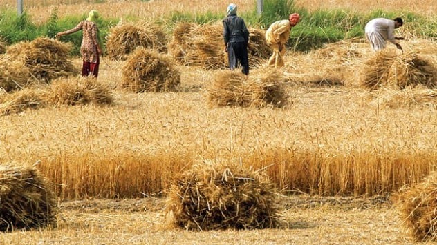 محکمہ خوراک کی گندم کی نیلامی کی تجویز  ایکسپریس ٹریبیون