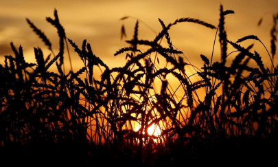 hybrid wheat sowing stressed hybrid wheat sowing stressed