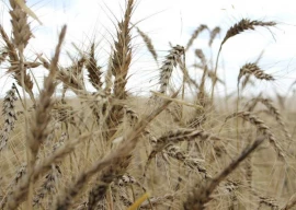 wheat procurement target largely achieved