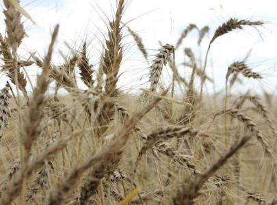 president calls for fair wheat price president calls for fair wheat price