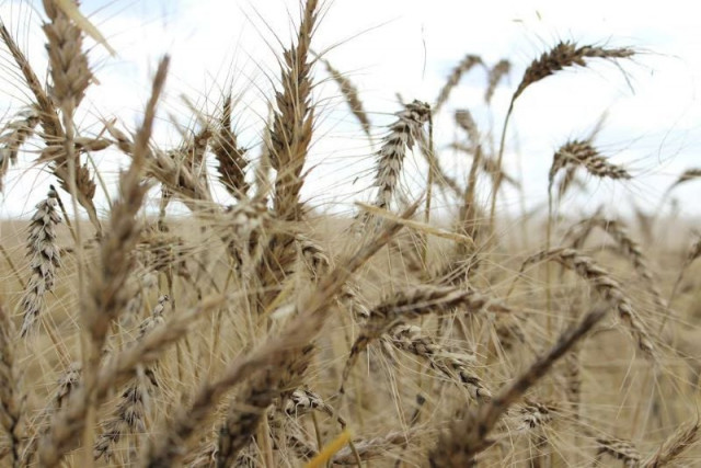 the crop is seen in a wheat field ahead of annual harvest near moree australia october 27 2020 picture taken october 27 2020 reuters jonathan barrett file photo the crop is seen in a wheat field ahead of annual harvest near moree australia october 27 2020 picture taken october 27 2020 reuters jonathan barrett file photo