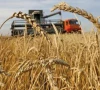 wheat costs more despite record crop