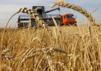 planning failure we sold our wheat because we had no choice now the same wheat is becoming expensive in the market while farmers have already absorbed the losses better planning could have protected both growers and consumers said muhammad riaz a wheat grower from sheikhupura photo file