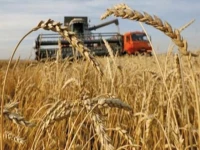 planning failure we sold our wheat because we had no choice now the same wheat is becoming expensive in the market while farmers have already absorbed the losses better planning could have protected both growers and consumers said muhammad riaz a wheat grower from sheikhupura photo file planning failure we sold our wheat because we had no choice now the same wheat is becoming expensive in the market while farmers have already absorbed the losses better planning could have protected both growers and consumers said muhammad riaz a wheat grower from sheikhupura photo file