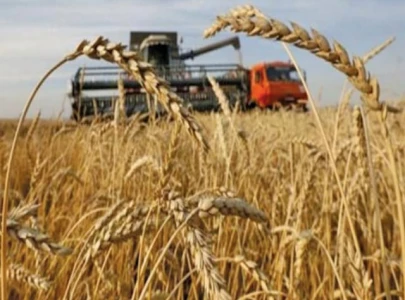 wheat costs more despite record crop