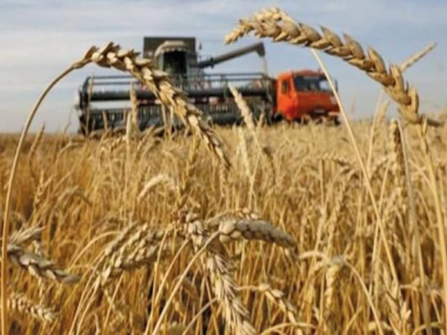 planning failure we sold our wheat because we had no choice now the same wheat is becoming expensive in the market while farmers have already absorbed the losses better planning could have protected both growers and consumers said muhammad riaz a wheat grower from sheikhupura photo file planning failure we sold our wheat because we had no choice now the same wheat is becoming expensive in the market while farmers have already absorbed the losses better planning could have protected both growers and consumers said muhammad riaz a wheat grower from sheikhupura photo file