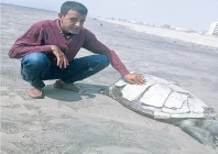 where have city s olive ridley turtles gone