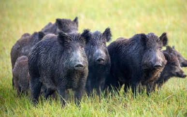 wild boar menace threatens agriculture in soon valley