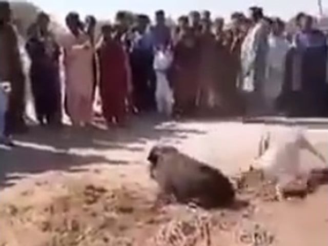 villagers booked for unleashing dogs on wild boar in badin villagers booked for unleashing dogs on wild boar in badin