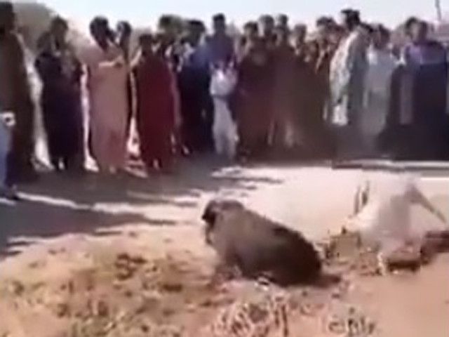 the video of the incident showed a dog sized wild boar tied with a rope around its legs while people both adults and children stood around as spectators screengrab