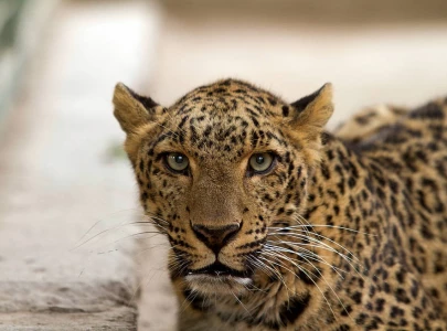 suspected wildcat sighting sparks panic suspected wildcat sighting sparks panic