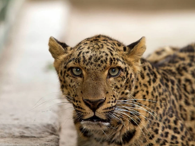 leopard found in pakistan often attack the cattle in rural areas photo wwf pakistan leopard found in pakistan often attack the cattle in rural areas photo wwf pakistan