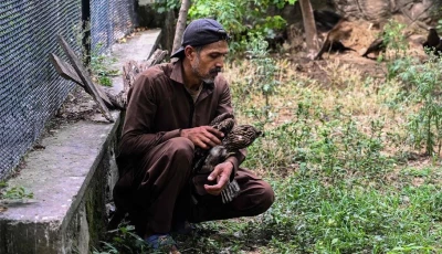 zaheer ahmed said the centre can receive up to 30 calls a day in summer from locals about distressed wildlife including birds adding that their top priorities are to provide medical attention food and water photo afp