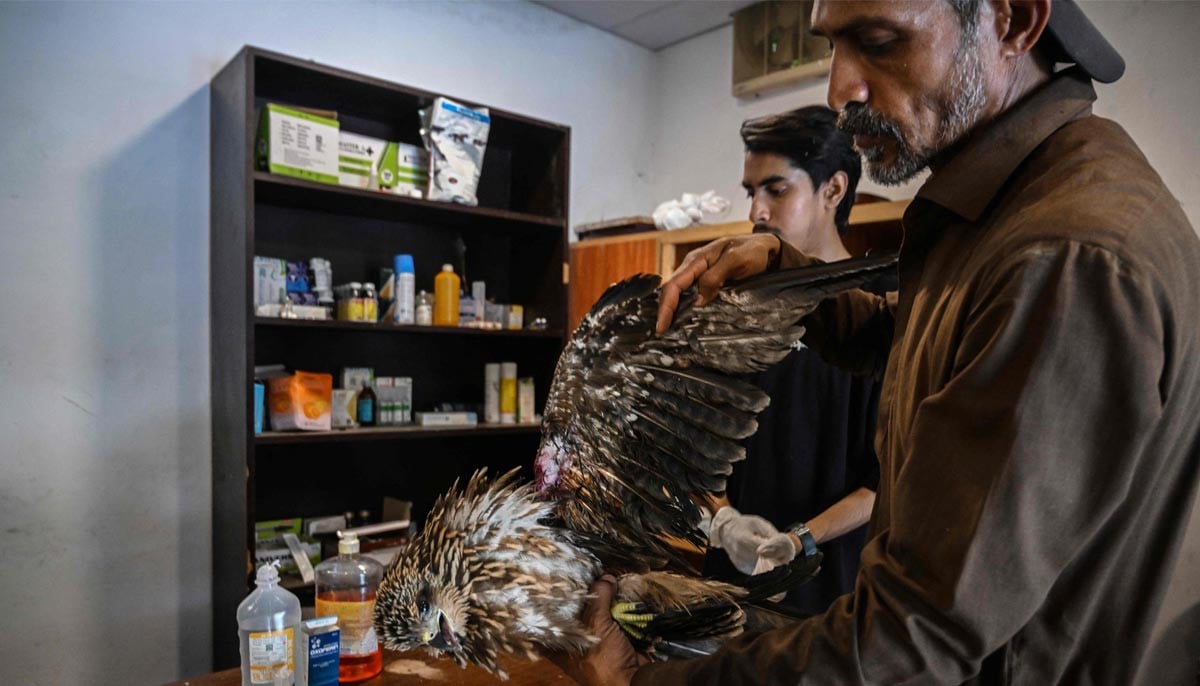 This photograph shows wildlife officer Zaheer Ahmed (right) treating an injured kite at the Margallah Wildlife Rescue Centre in Islamabad, July 7, 2026.PHOTO:AFP