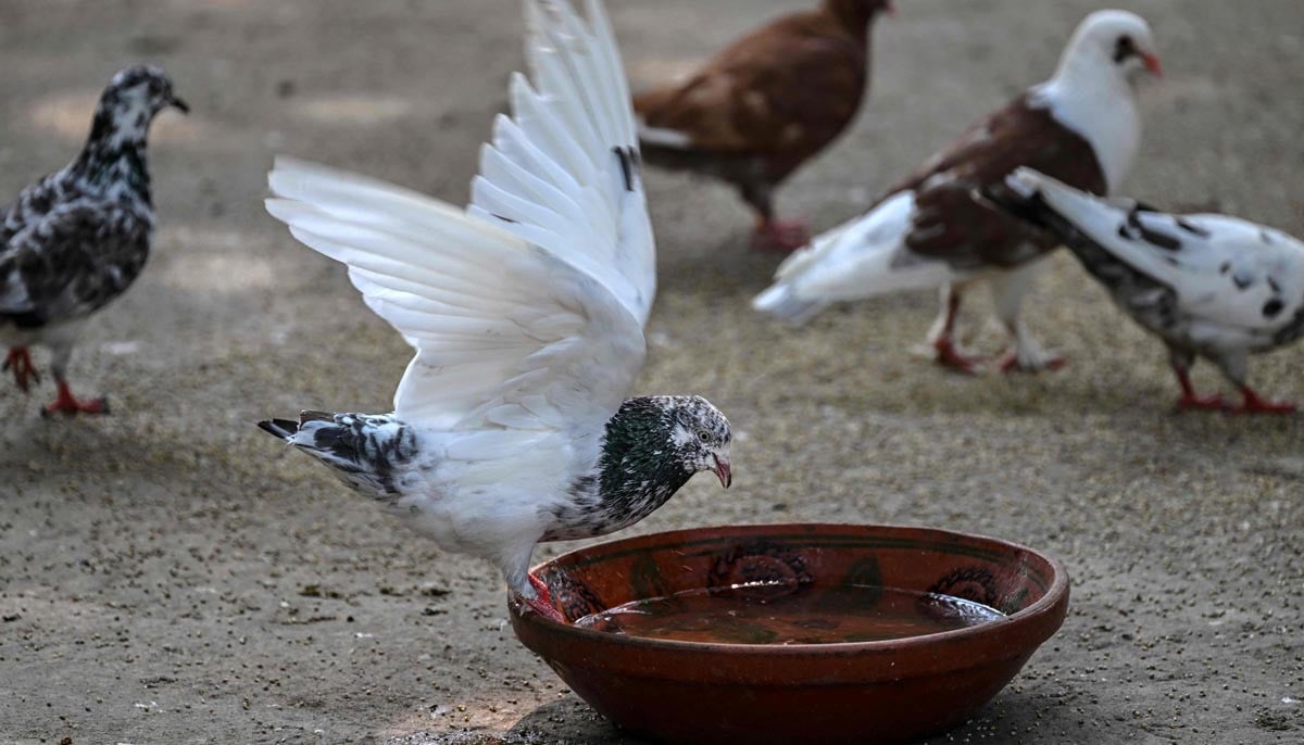 A pigeon drinking from a bowl of water in Islamabad, July 10, 2026.PHOTO:AFP