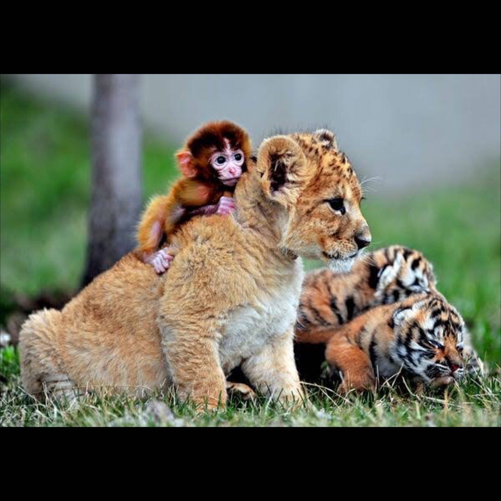 pet lions tigers find temporary abode at karachi zoo