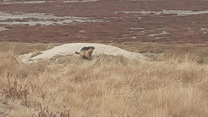 wildlife projects underway in balochistan wildlife projects underway in balochistan