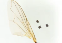 the robot compared with insects wing photo maya lassiter miskin lab university of pennsylvania