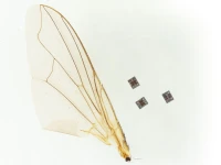 the robot compared with insects wing photo maya lassiter miskin lab university of pennsylvania