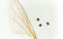 tiny robot smaller than a grain of salt gains autonomous abilities tiny robot smaller than a grain of salt gains autonomous abilities