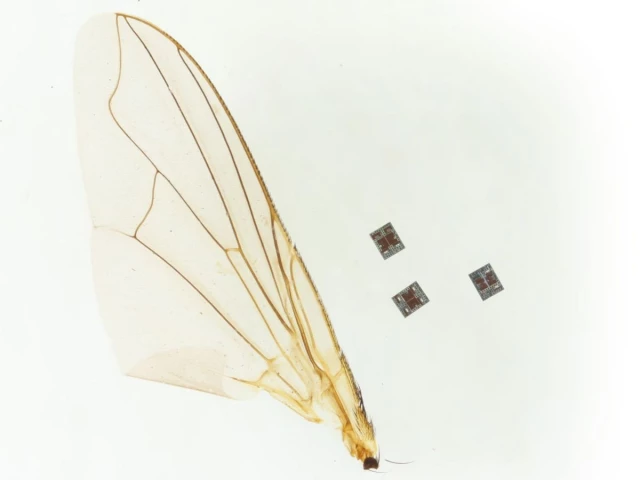 the robot compared with insects wing photo maya lassiter miskin lab university of pennsylvania