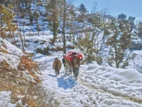 residents of a shangla village carry a patient on a charpoy to a hospital after heavy snowfall blocked roads in the remote mountainous district of khyber pakhtunkhwa photo express