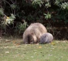 american influencer faces backlash for removing baby wombat from mother for instagram photo american influencer faces backlash for removing baby wombat from mother for instagram photo