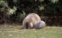 american influencer faces backlash for removing baby wombat from mother for instagram photo