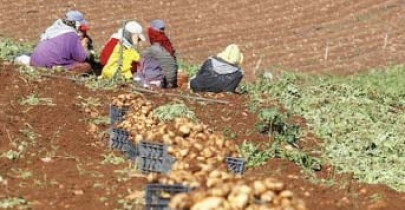 poor logistics hurting potato exports poor logistics hurting potato exports
