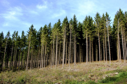 nurturing forests through conservation nurturing forests through conservation