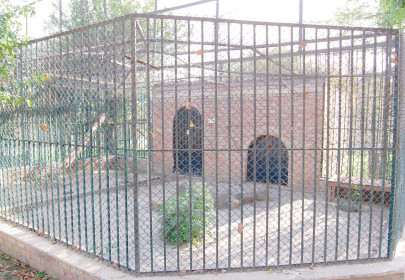 missing in action big cats absence disappoints zoo goers