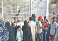 behind the iron bars a pair of ancient eyes watches the crowds come and go his hands meant for forests and sun warmed branches rest on cold steel in the hush between camera clicks and children s cheers his heart remembers the freedom of sky the rustle of leaves the language of wind photo jalal qureshi express behind the iron bars a pair of ancient eyes watches the crowds come and go his hands meant for forests and sun warmed branches rest on cold steel in the hush between camera clicks and children s cheers his heart remembers the freedom of sky the rustle of leaves the language of wind photo jalal qureshi express