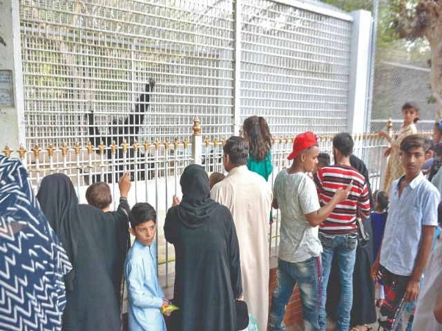 behind the iron bars a pair of ancient eyes watches the crowds come and go his hands meant for forests and sun warmed branches rest on cold steel in the hush between camera clicks and children s cheers his heart remembers the freedom of sky the rustle of leaves the language of wind photo jalal qureshi express behind the iron bars a pair of ancient eyes watches the crowds come and go his hands meant for forests and sun warmed branches rest on cold steel in the hush between camera clicks and children s cheers his heart remembers the freedom of sky the rustle of leaves the language of wind photo jalal qureshi express