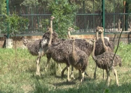 in a first lahore safari zoo hatches 11 baby ostriches through successful incubation in a first lahore safari zoo hatches 11 baby ostriches through successful incubation